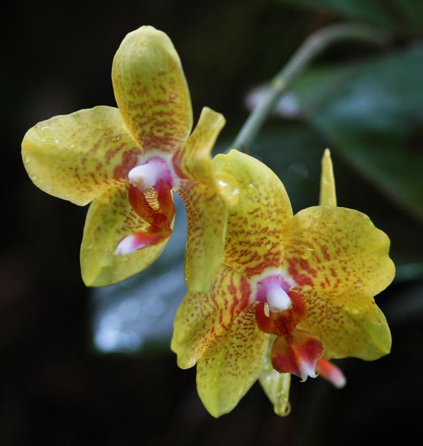 Yellow Orchid